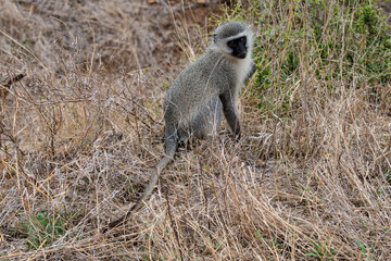 Vervet, singe, Chlorocebus pygerythrus