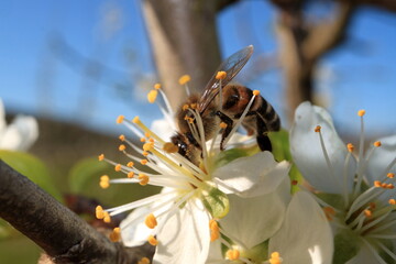 Flowering of the apple tree. Insects pollinate flowers.