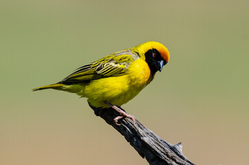 Tisserin intermédiaire,.Ploceus intermedius, Lesser Masked Weaver
