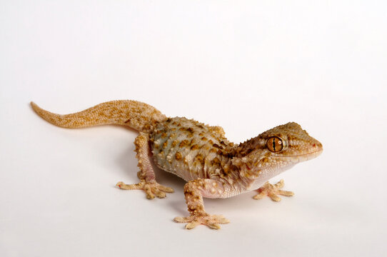 Bibron's thick-toed gecko // Bibrons Dickfingergecko (Chondrodactylus bibronii / Pachydactylus bibronii) 