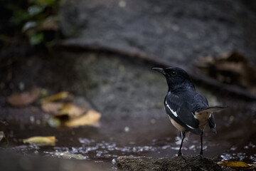 Oriental Magpie-Robin on rock, Copsychus saularis