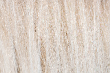 馬の白いたてがみ