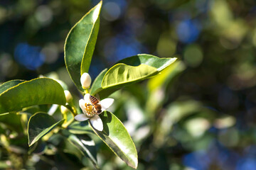 Fototapeta premium Bee collecting pollen on white orange blossom close up