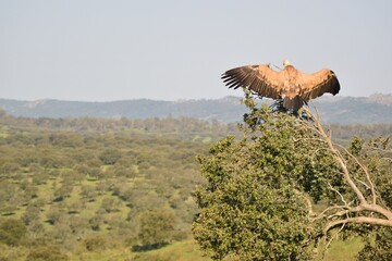 Great griffon vulture looking at the horizon in monfrague national park while warming its wings in the sun