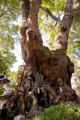 樹齢2000年以上の大楠