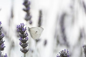 Farfalle nei fiori