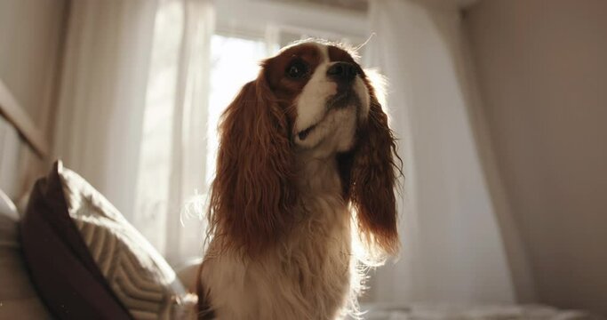 A cute dog of breed cavalier king charles spaniel sits on the bed against the background of a window and turns its head funny
