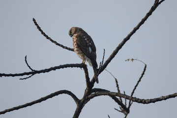 Eagle looking for its food from branch of the tree.