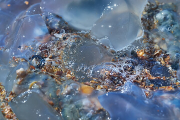 Sea life. Jellyfish.