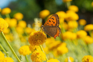 Farfalle nei fiori