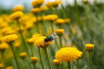 mosca sul fiore giallo