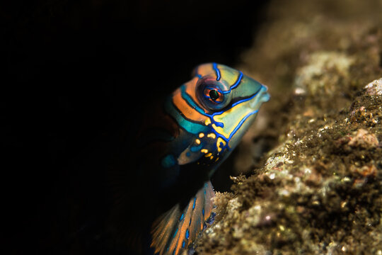 Mandarin hiding by kristoffer bj&ouml;rnberg