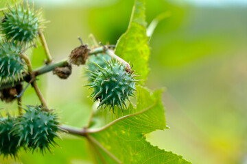 Raw caster beans or Ricinus communis beans
