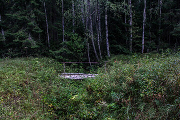small bridge in the forest