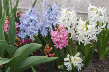 Blooming hyacinths in the Park