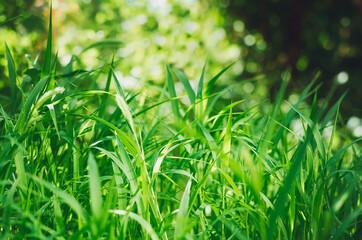 Abstract natural backgrounds with beauty bokeh