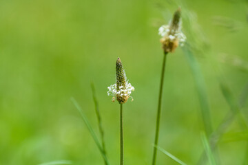 Romanian Countryside , Arges County , Capataneni 