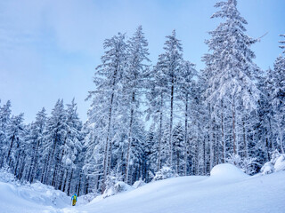 Obraz premium Majestic white spruces glowing by sunlight. Picturesque and gorgeous wintry scene.