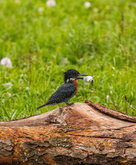 giant kingfisher with caught fish in its peak