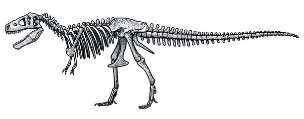 Tyrannosaurus rex skeleton, illustration, drawing, engraving, ink, line art, vector