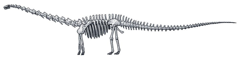 Diplodocus skeleton, illustration, drawing, engraving, ink, line art, vector © jenesesimre