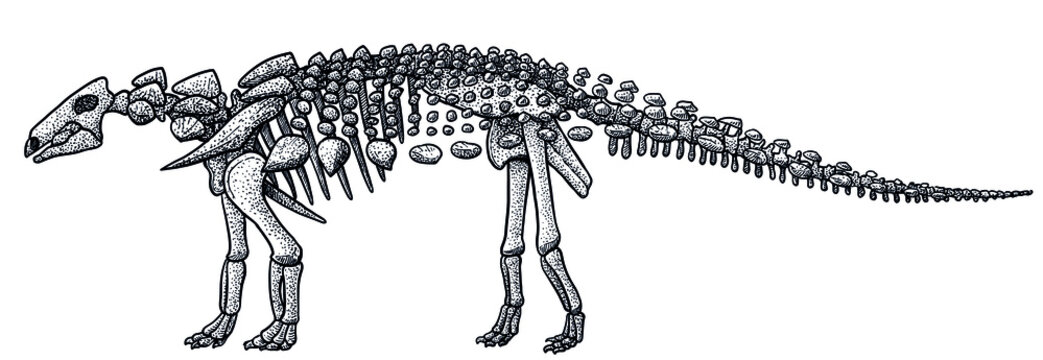 Euoplocephalus skeleton, illustration, drawing, engraving, ink, line art, vector