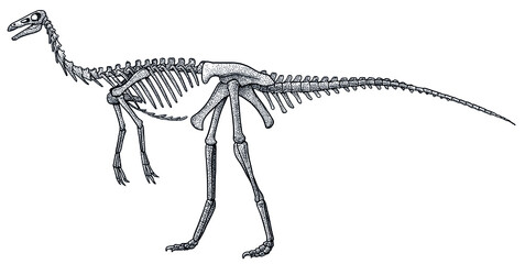 Gallimimus skeleton, illustration, drawing, engraving, ink, line art, vector