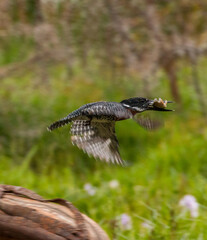 giant kingfisher with caught fish in its peak