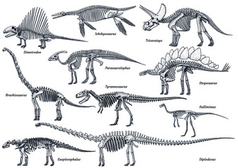 Dinosaur skeleton collection, illustration, drawing, engraving, ink, line art, vector - 407699466