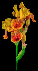 iris yellow bud black background
