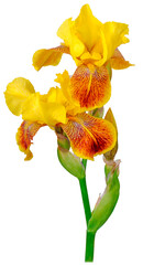 iris yellow bud white background