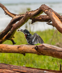 giant kingfisher with caught fish in its peak