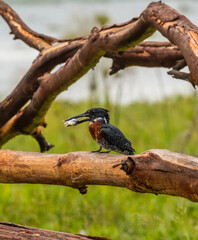 giant kingfisher with caught fish in its peak