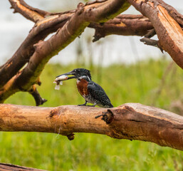 giant kingfisher with caught fish in its peak
