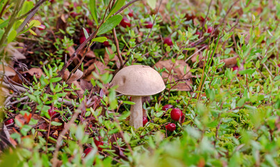 podberezovik mushroom red cranberry