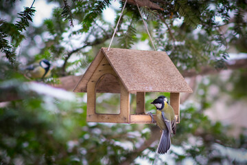 Birds tits sit in a feeder suspended from a coniferous tree in winter. The green background is a bit blurry. © MARGAY