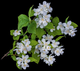Fototapeta na wymiar the white Jasmine branch, close-up