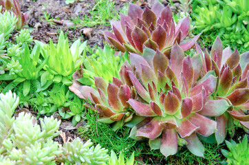 saxifrage plant the succulents close-up