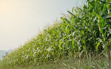 Low Angle View of a Row Of Young Corn Stalks