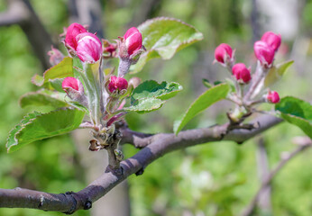 apple tree flowers sun