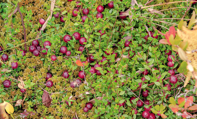 Fototapeta premium cranberry close-up of swamp moss
