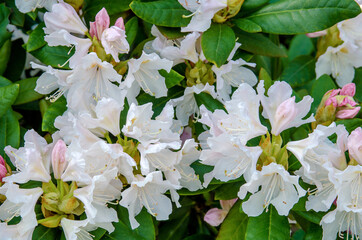 Rhododendron Bush flowers in the sun