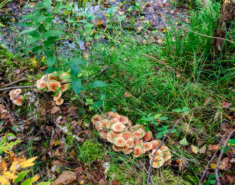paxillus swamp water group