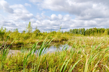 Fototapeta na wymiar swamp landscape cattail plant