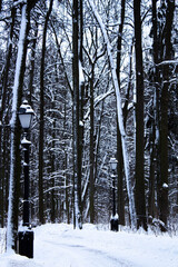 Fototapeta premium Black street lamp in the park in winter. Winter wallpaper