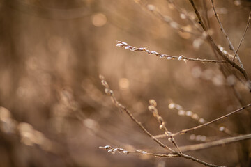 Tree buds in spring. Young large buds on branches against the background
