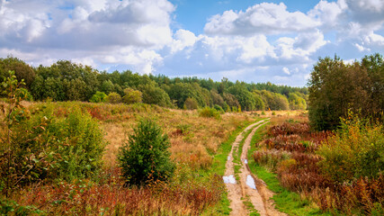 Fall season. Rural path in autumn beautiful forest.