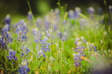 bluebonnet
