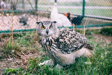 Photo of owl in a zoo cage. Owl face with disdain expression. Contempt concept. Arrogance face.