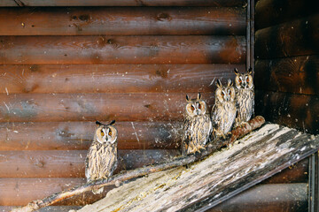 Four owls sit on a branch in the zoo and look carefully at the viewer. Brown wooden aviary